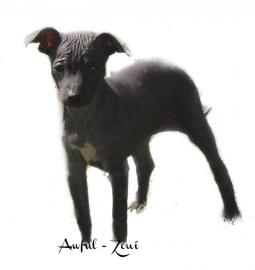 American HAIRLESS TERRIER Welpen