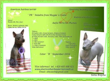 American HAIRLESS TERRIER Welpen