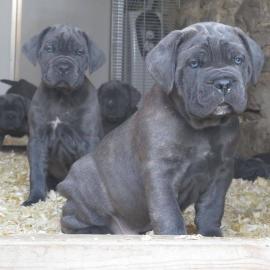 Cane Corso Welpen    350 EUR