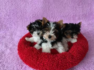 Yorkshire Terrier Welpen 250 EURO