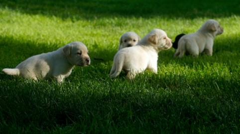 Labrador Welpen mit Papieren