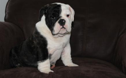 Neujahr Englische Bulldogge Welpen mit p