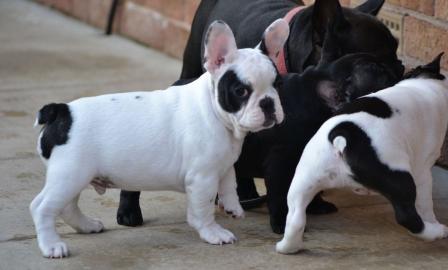 3 Wundersch?ne Franz?sische Bulldogge We