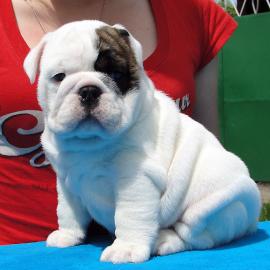 Reinrassig Franzsische Bulldogge Welpen