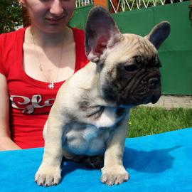 Reinrassig Franzsische Bulldogge Welpen