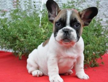 Reinrassig Franzsische Bulldogge Welpen