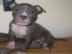 American Pit Bull Welpen Blueline vvf