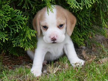 Dreifarbige Beagle-Welpen zu verkaufen. 