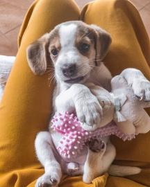 Dreifarbige Beagle-Welpen zu verkaufen. 