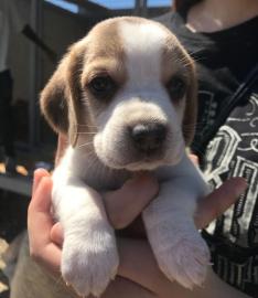 Dreifarbige Beagle-Welpen zu verkaufen. 