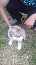 Reinrassige Siberian Husky Welpen abzuge