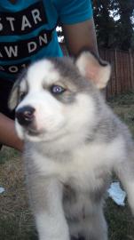 Reinrassige Siberian Husky Welpen abzuge